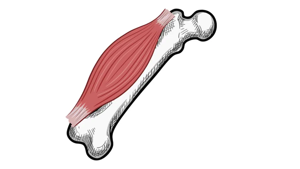 Bone Muscle Loss with GLP-1